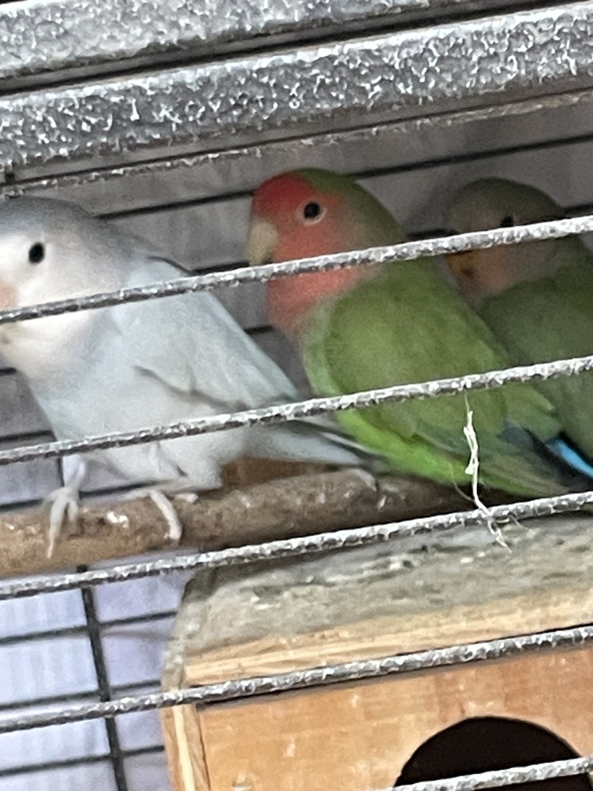 The pair