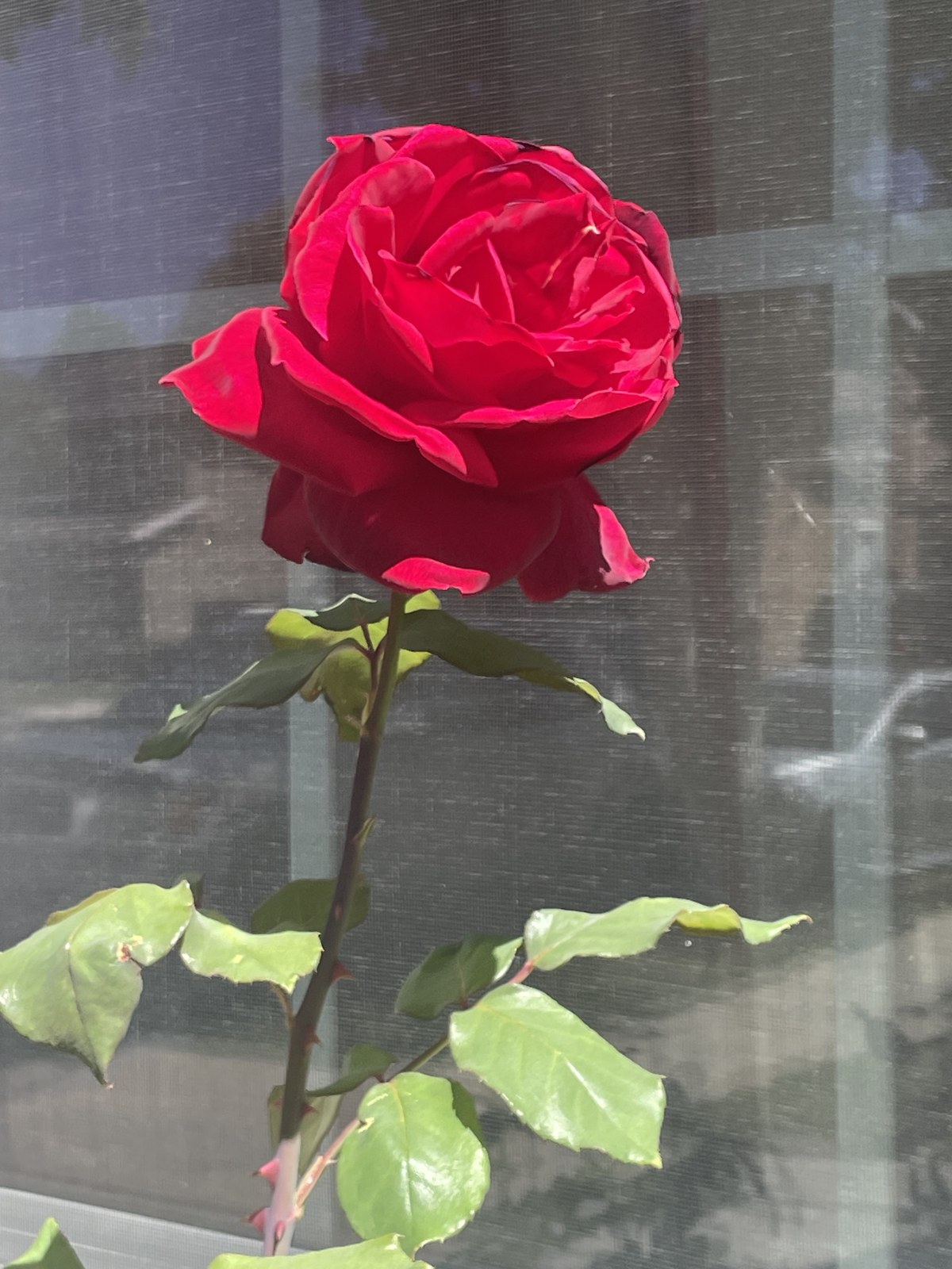 The red rose