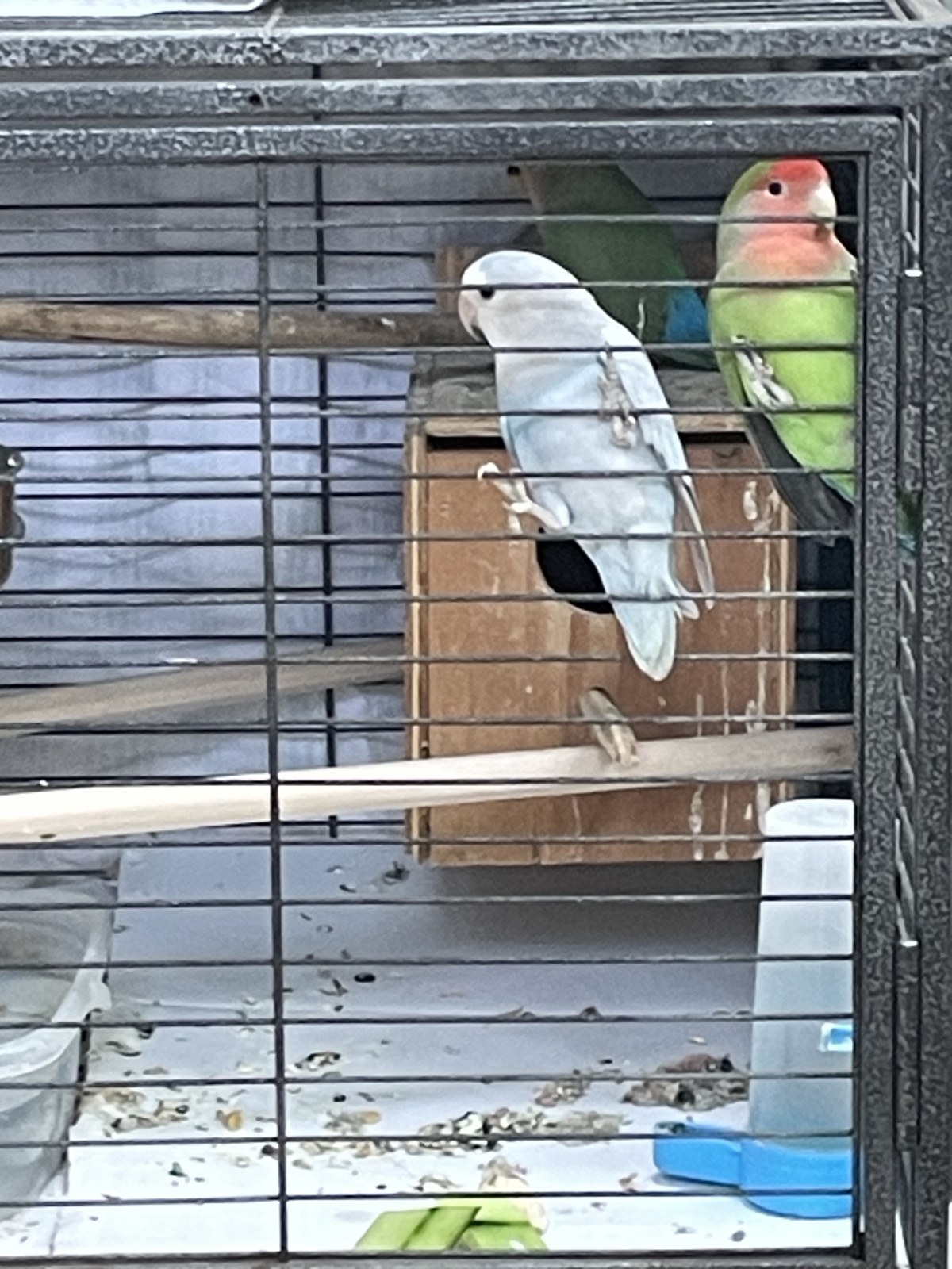 Morning in the aviary