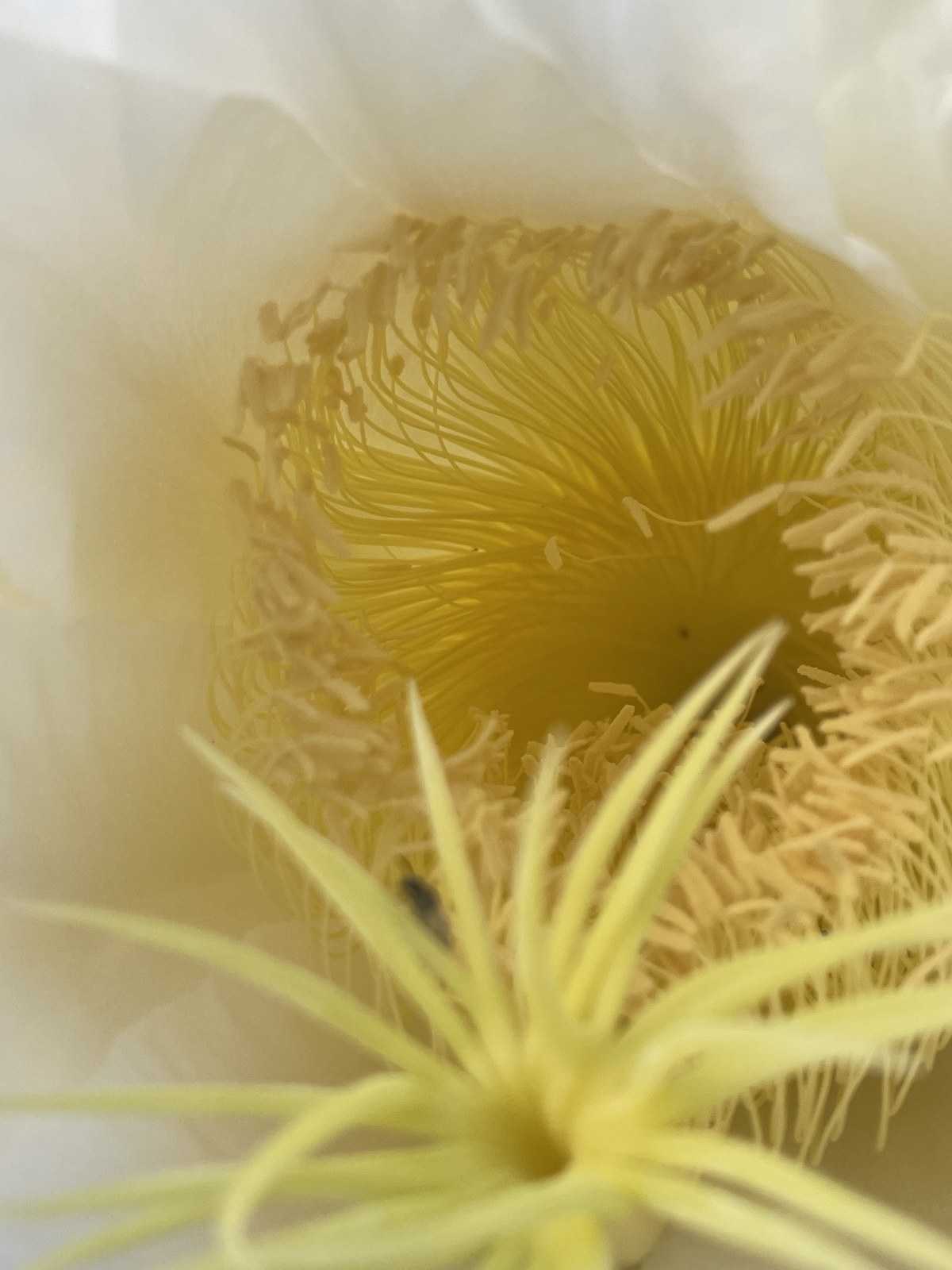 The cactus in bloom
