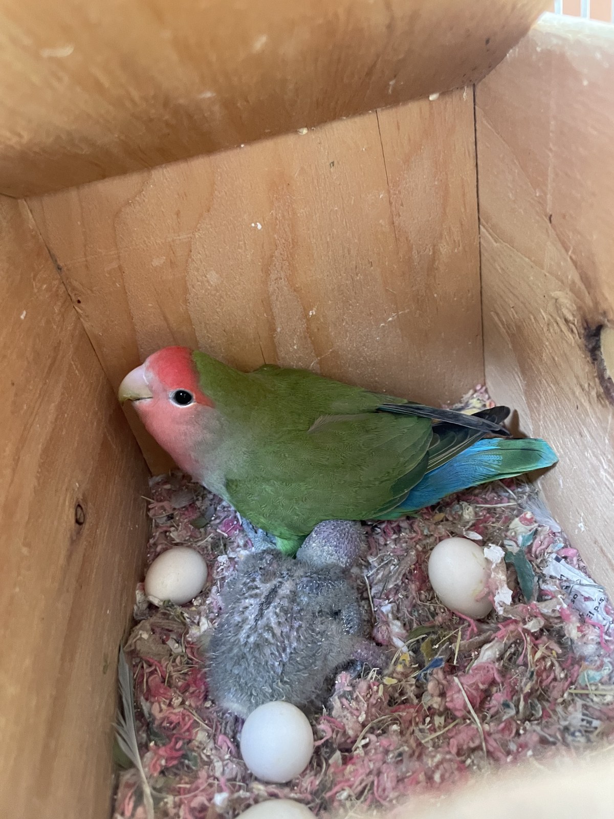 A new chick in the nest