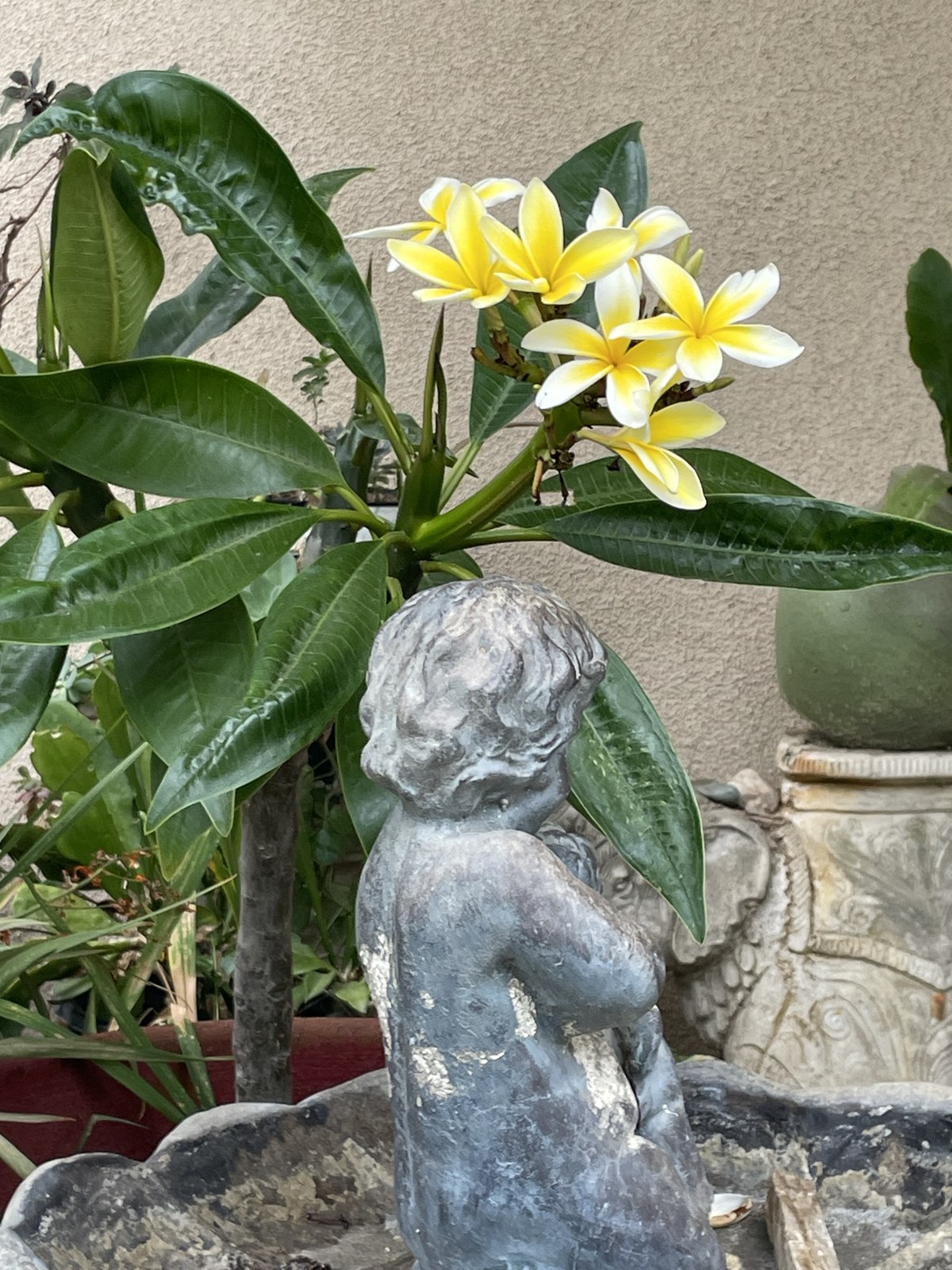 Plumeria and the little statue